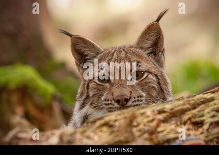 Dettagliato di close-up di nascondere adulto eursian lynx su una battuta di caccia nella foresta autmn. In via di estinzione mammifero predator nascondendo in ambiente naturale. La fauna selvatica scenario w Foto Stock