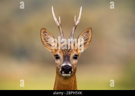 Ritratto di un Capriolo, Capreolus capreolus, buck in estate con chiaro sfondo sfocato. Dettaglio della testa rebuck. Chiusa di animali selvatici in naturale Foto Stock