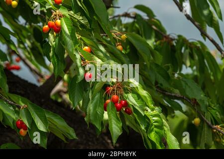 Le ciliegie appeso a un albero ciliegio filiale. Foto Stock