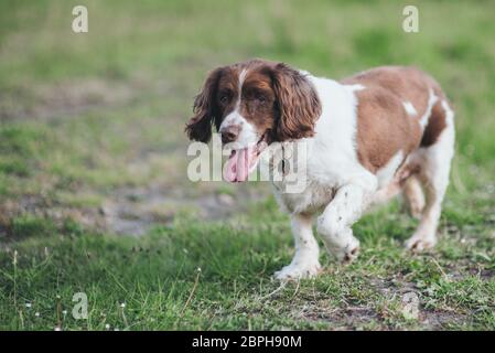 Un vecchio cane inglese Springer Spaniel anziano a 14 anni, felice e godente la vita. Foto Stock