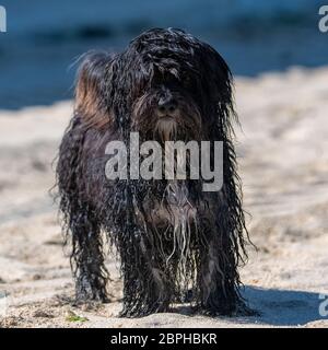 Bellissimo cane shih tzu in piedi sulla spiaggia Foto Stock