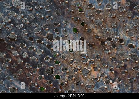 Sfondo di struttura metallica con fori sulla superficie Foto Stock