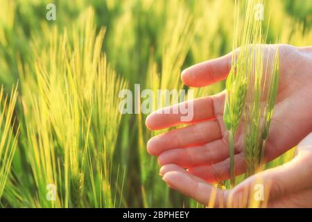 Le palme verdi nelle palme della donna sullo sfondo di un campo nei raggi del sole che tramonta . Concetto di agricoltura biologica. Messa a fuoco selettiva Foto Stock