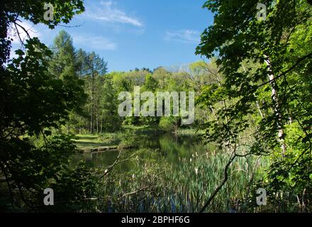 Riserva naturale di Ticknal Lime Yards. Calk South Derbyshire/North West Leicestershire. Foto Stock