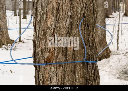 Tempo di raccolta su allevamenti di sciroppo d'acero. Gli alberi di acero sono collegati da una serie di tubi che trasportano lo sciroppo intorno all'azienda. Foto Stock