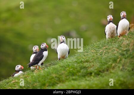 I puffini su Mykines scogliere e oceano atlantico. Isole Faerøer birdlife Foto Stock