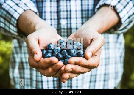 Frutta biologica. Mani contadine con frutta raccolta di fresco. Mirtilli biologici. Fresco biologico bacche. Concetto di coltivazione Foto Stock