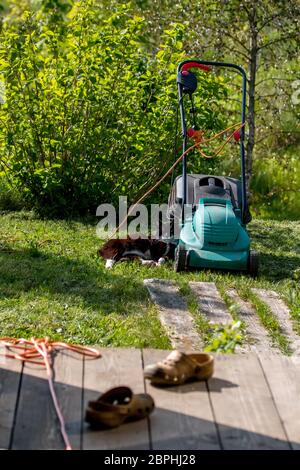 Colpo all'aperto di verde tosaerba e cat. Electric tosaerba in erba verde. Gatto dorme vicino a tosaerba elettrico sulla parte superiore dell'erba in giardino. Foto Stock