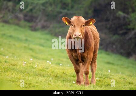Giovane Devon razza toro in campo agricolo. Foto Stock