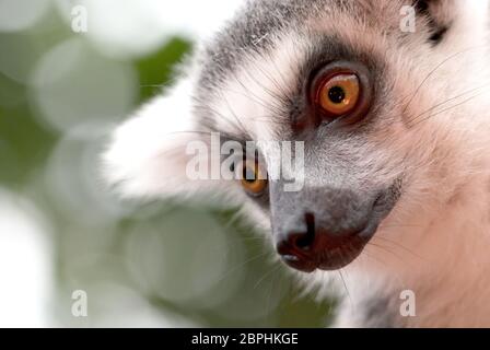 Close up ritratto di ring-tailed lemur Foto Stock