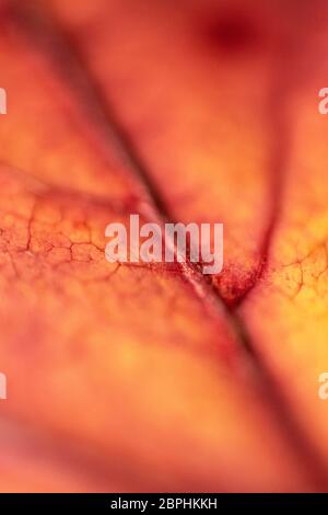 Foglia autunno retroilluminata che mostra le vene in macro primo piano. Foto Stock