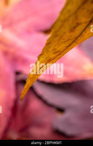 Foglie autunnali retroilluminate che mostrano vene in macro primo piano. Foto Stock