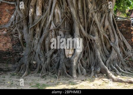 testa di buddha nelle radici degli alberi di bodhi o di banyan in ayutthaya, thailandia. Famosa immagine di Wat Mahathat Foto Stock