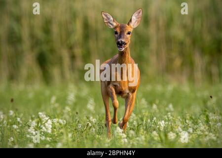 Il capriolo capreolus caprelous, esecuzione di acros prato con fiori selvaggi. Estate Natura paesaggi con animali selvatici nel mezzo di un salto. In volata di mammifero Foto Stock