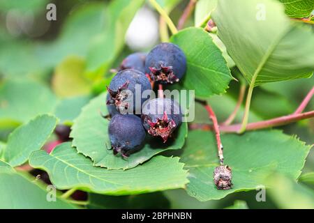 Un cluster di ripe saskatoon bacche appesi in estate. Foto Stock