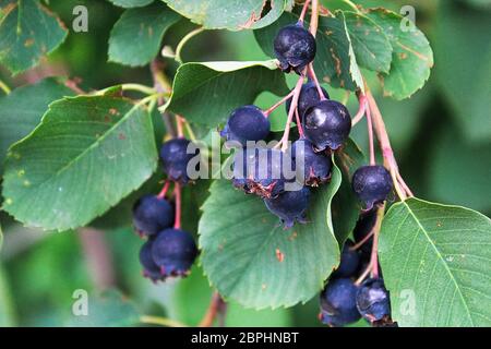Cluster di ripe saskatoon serviceberries appesi in estate. Foto Stock