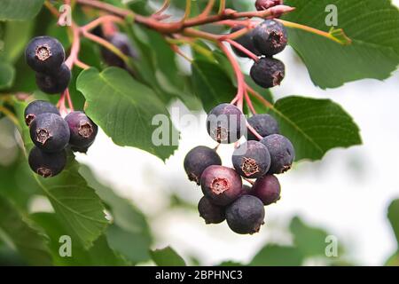 Cluster di mature bacche saskatoon appesi in estate. Foto Stock