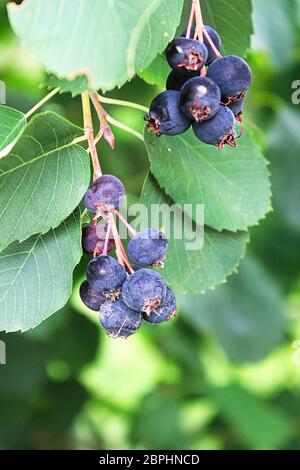 Cluster di mature bacche saskatoon appesi in estate. Foto Stock