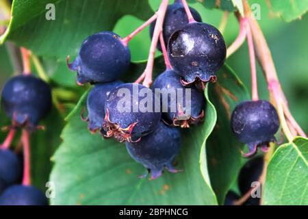 Cluster di ripe saskatoon serviceberries appesi in estate. Foto Stock