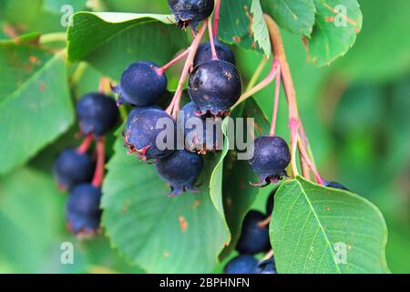 Cluster di mature bacche saskatoon appesi in estate. Foto Stock