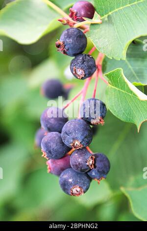 Un cluster di ripe saskatoon bacche appesi in estate. Foto Stock