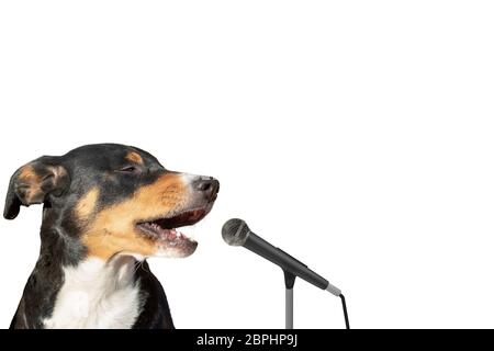 La Appenzeller cane di montagna isolate su sfondo bianco cantando con microfono Foto Stock