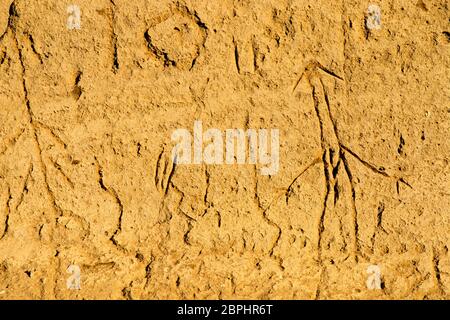 Petroglifi letti di Lava monumento nazionale, California Foto Stock