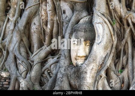 testa di buddha nelle radici degli alberi di bodhi o di banyan in ayutthaya, thailandia. Famosa immagine di Wat Mahathat Foto Stock