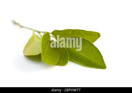 Verde o Calamondin citrus microcarpa ramo con foglie isolati su sfondo bianco. Foto Stock