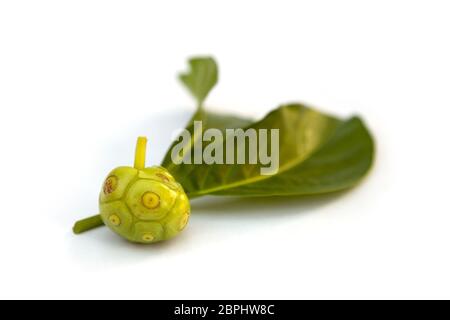 Grande morinda frutta tropicali isolati su sfondo bianco. Immunity booster. Antioxiddant. Foto Stock