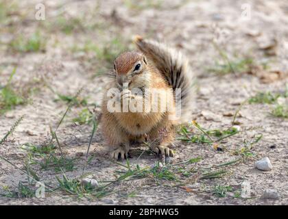 Sudafricano di massa a strisce cape scoiattolo erythropus Xerus,con una coda sollevata nel deserto Kalahari, Sud Africa safari wildlife Foto Stock