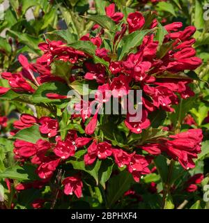 (Weigela Weigela florida), in prossimità della testa di fiori Foto Stock