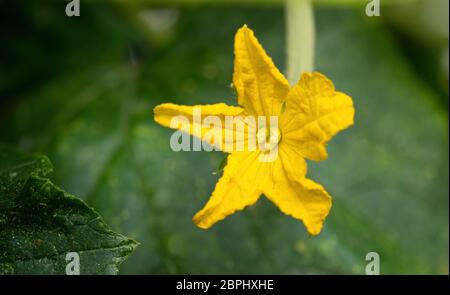 Bel fiore giallo di cetriolo fiorire in serra. Primo piano. Foglie verdi e steli sullo sfondo. Foto Stock