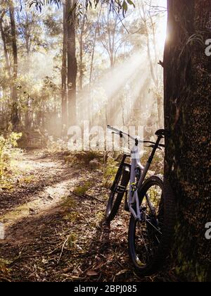 Parco ciclistico di Buxton Mountain in Australia Foto Stock