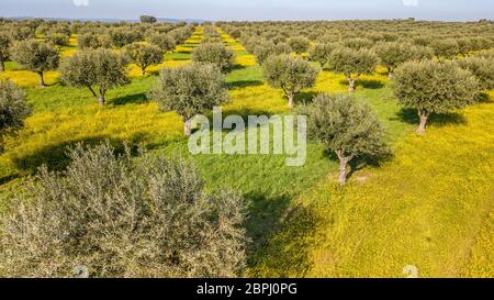 Drone vista aerea di oliva gigante grove in Alentejo Portogallo Foto Stock