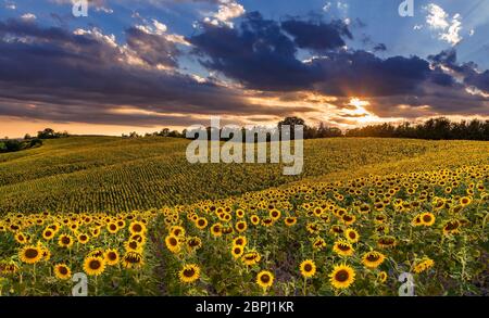 Un campo estivo di girasoli nel paesaggio delle crete senesi vicino a Siena Foto Stock