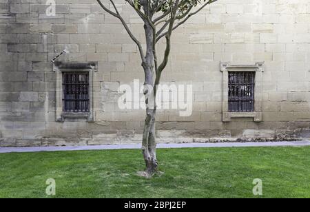 Tronco d'albero in un cortile medievale, particolare di un albero su un prato, cortile storico Foto Stock