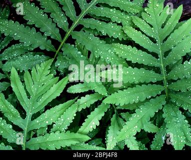 Primo piano di fronti di felce verdi con telaio di riempimento gocce d'acqua Foto Stock