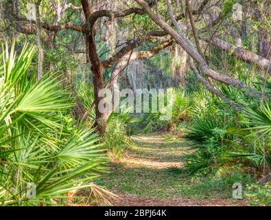 Percorso nel Oscar Scherer state Park nel sud-ovest della Florida, in Osprey Florida Foto Stock