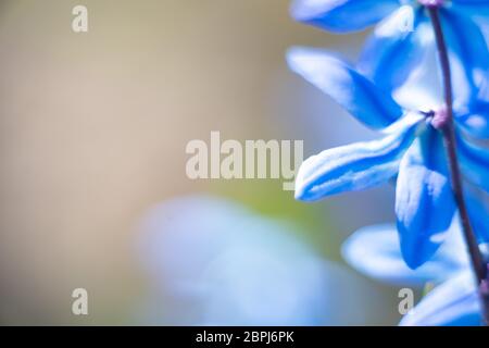 Immagine sfocata di un fiore blu brillante. Luce floreale sfondo sfocato. Foto Stock