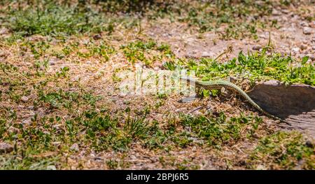 Lizard camminando sul prato di natura in Portogallo Foto Stock