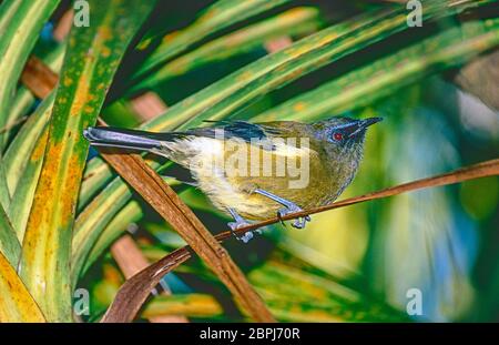 Maschio Nuova Zelanda Bellbird, (Anthornis melanura,) onTiritiri Matangi Island, Hauraki Gulf, North Island, Nuova Zelanda. Foto Stock