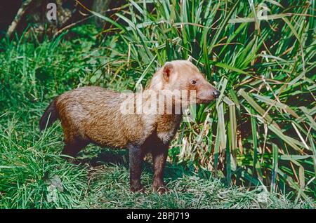 Bush Dog, (Speothos venaticus,) dal Sud America. Vulnerabile. Foto Stock