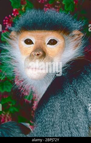 Douc Langur femmina dal Vietnam centrale, (Pygathrix nemaeus). In pericolo. Foto Stock