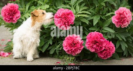 Carino piccolo felice jack russell terrier cane cucciolo odore di pony fiore in giardino, banner web Foto Stock