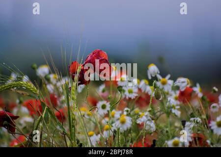 Fiori selvatici in un campo con cielo scuro Foto Stock