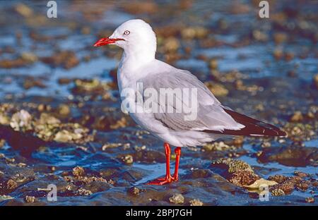 Gull, (Larus scopulinus) sulla spiaggia di Milford, Golfo di Hauraki, Isola del Nord, Nuova Zelanda. Foto Stock