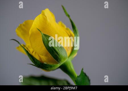 Rosa gialla singola su sfondo grigio Foto Stock