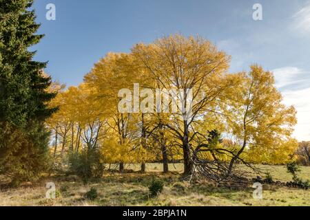 Espen im Herbst Foto Stock