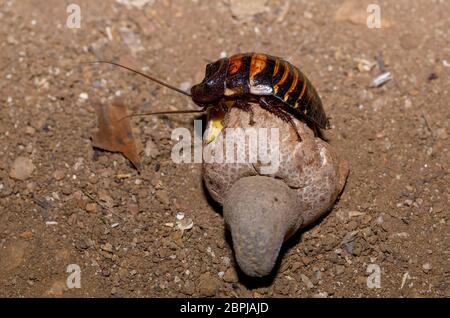 Madagascar scarafaggio sibilante aka Gromphadorina Portentosa mentre mangiare un frutto tropicale. Una delle più grandi specie di scarafaggi. Montagna di ambra, Mada Foto Stock